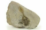 Trident Walliserops Trilobite - Foum Zguid, Morocco #287349-2